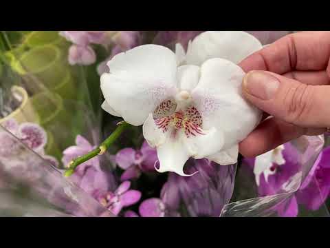 Видео: "ОБИ" БОЛЬШОЕ КОЛЛИЧЕСТВО ОРХИДЕЙ / И ДРУГИХ ЦВЕТОВ /