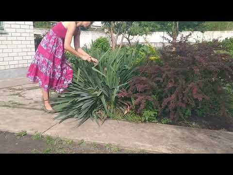 Видео: Выламываем цветонос ЮККИ  в несколько секунд. А вы ещё мучаетесь с ножовками?✂️😉