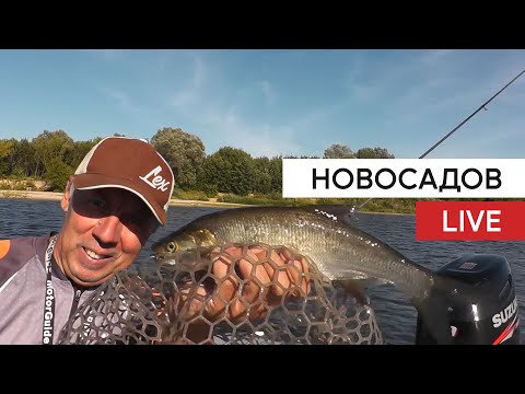Видео: НовосадовЛайв. Ловля жереха и окуня на микроколебалку.