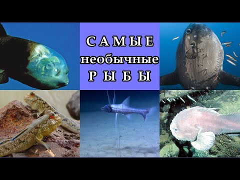 Видео: САМЫЕ  НЕОБЫЧНЫЕ  РЫБЫ