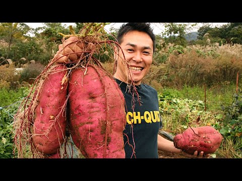 Видео: Батат  |  Как выращивают сладкий картофель