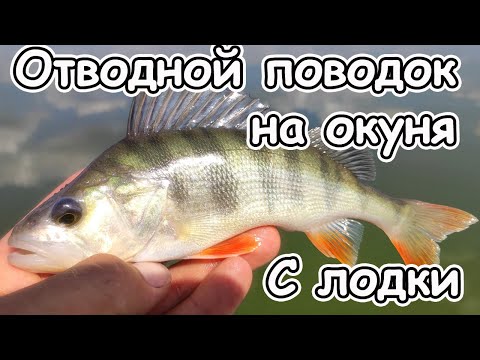 Видео: Отводной поводок с лодки или рыбалка на окуня в жару