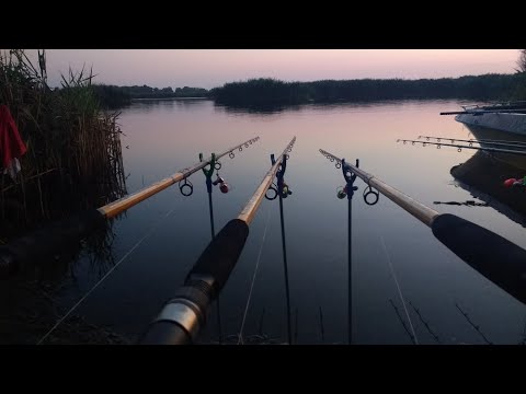 Видео: КАРПЫ С БЕРЕГА В ЛЕСУ  . подводная сьемка