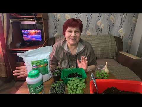 Видео: Пикировка Базилика букетным способом!!