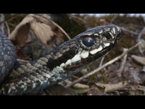 Видео: Говорят, змеи исчезли