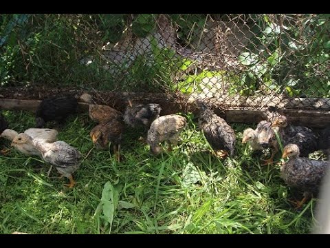 Видео: В саду-огороде заведите кур, красота и польза!