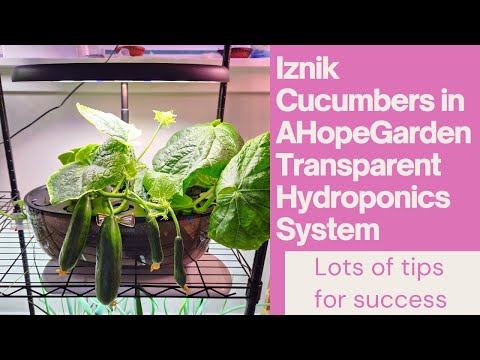 Видео: Огурцы сорта Изник, выращенные в прозрачной гидропонной системе AHopeGarden с использованием пита...