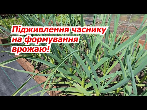 Видео: Підживлення часнику, яке дає  великий врожай!