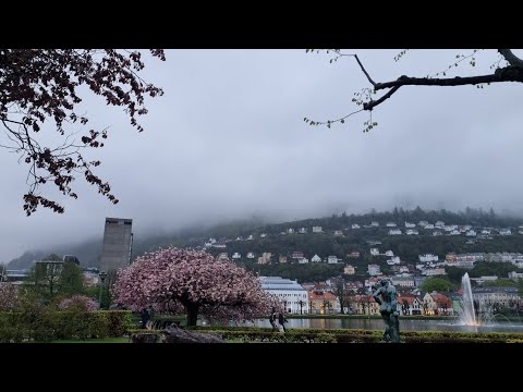 Видео: Берген обычный и необычный. Сакура, рыбный рынок и жизнь в норвежском городе.