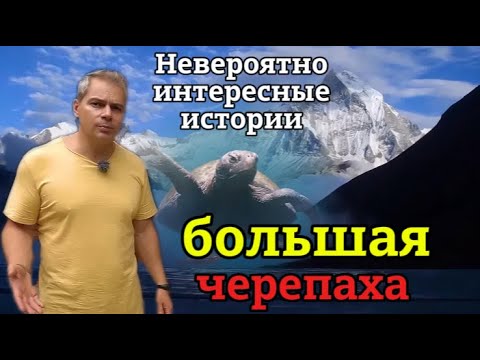 Видео: «НИИ РЕН ТВ 2025» |Покатай меня, большая черепаха, Охота на марлина  (10.06.2024)|FULL 1080HD