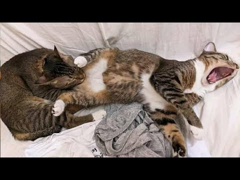 Видео: ЛУЧШИЕ ПРИКОЛЫ С КОТАМИ😼 САМЫЕ УГАРНЫЕ ЖИВОТНЫЕ 🙀🐶🐷