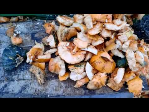 Видео: Самодельный тыквоуборочный комбайн барабанного типа