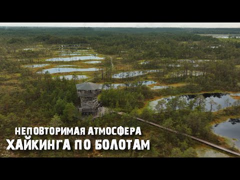 Видео: Виру: почему в Эстонии гуляют и купаются в болотах?