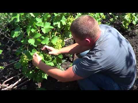 Видео: НОРМИРОВКА КУСТА Винограда ГРОЗДЯМИ