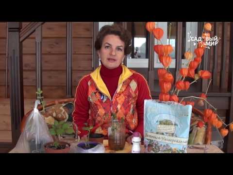 Видео: Как укоренять черенки роз осенью. Сайт " Садовый мир"