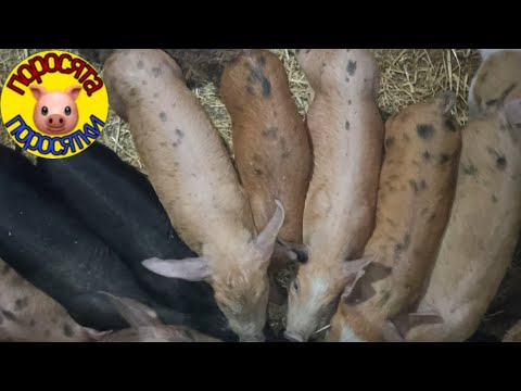 Видео: Оптовая продажа поросят отменяется. Осеменяем свинок искусственно. 5 февраля 2022 г.