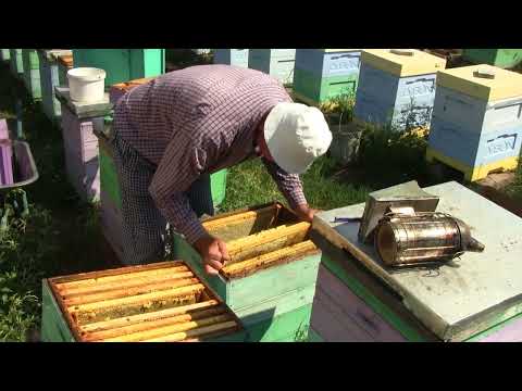Видео: 20 августа 2023г. На пасеке Булдакова А.К Подготовка к зиме. откачка меда . паровой нож.