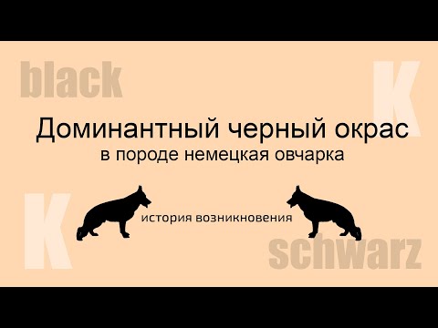 Видео: Доминантный черный окрас в породе немецкая овчарка (часть 1 История возникновения)
