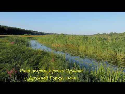 Видео: Рано утром к речке Орлинке у Дружной Горки, июль...