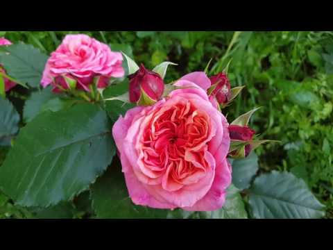Видео: Цветение роз _18.07.2017_1080HD