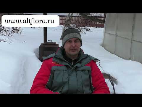 Видео: Почему гибнут деревья