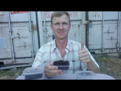Видео: АТ110 Коконы червей Чёрный Король высшего качества