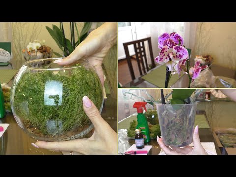 Видео: БЫСТРАЯ пересадка новой УЦЕНЁННОЙ орхидеи./ ЗАМЕЧАТЕЛЬНЫЙ мох ВЫСОКОГО КАЧЕСТВА.