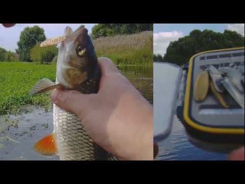 Видео: Колебло порешало по голавлю!