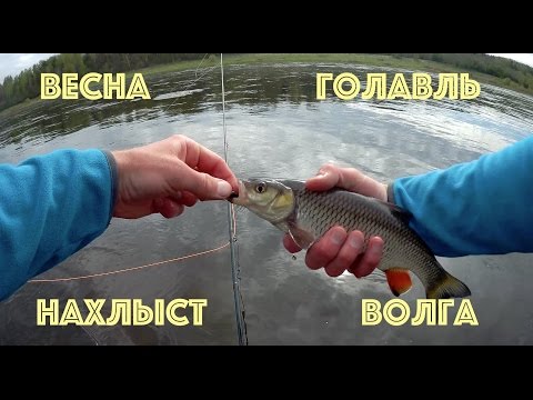 Видео: Ловля весеннего голавля нахлыстом на Волге