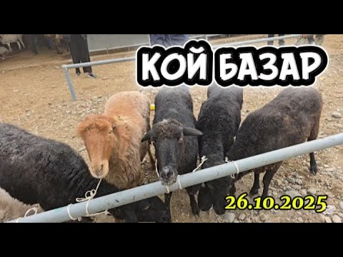 Видео: ҚОЙ БАҒАСЫ. ТАРАЗ МАЛ БАЗАР