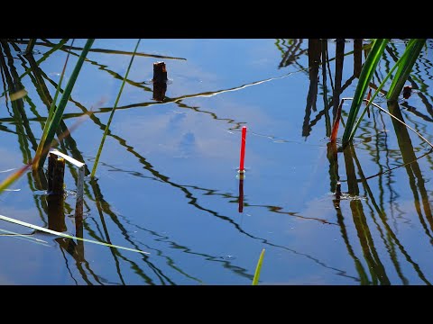 Видео: Рыбалка на крупных линей и карасей в тростнике. Ловля линя, карася в июне с лодки.