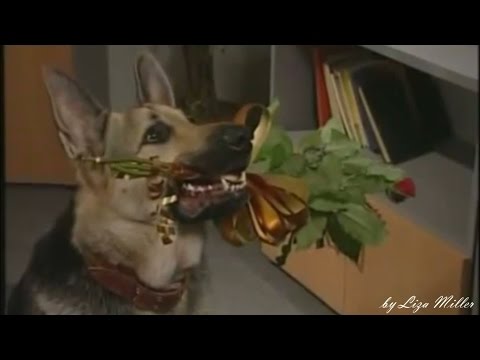 Видео: Цветы без повода (Возвращение Мухтара)