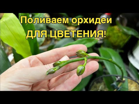 Видео: Прямой эфир! Мох, кора, керамзит - поливаем легко!🌸🔥❤️‍🔥