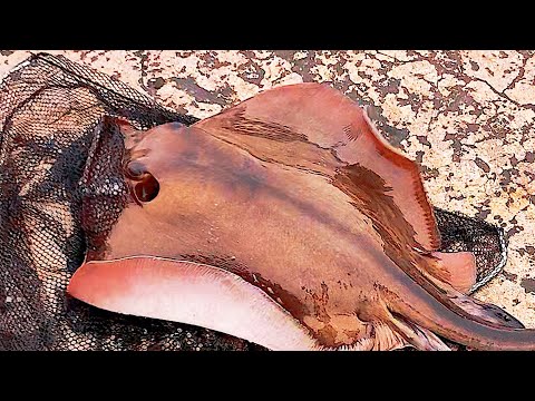 Видео: Партенит. Лучшая Морская Рыбалка Ночью . Трофейный Морской Кот. Подсаки Рвутся и Трещат.