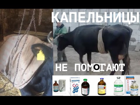 Видео: КОГДА ПАРЕЗ У КОРОВЫ НЕ ЛЕЧИТСЯ