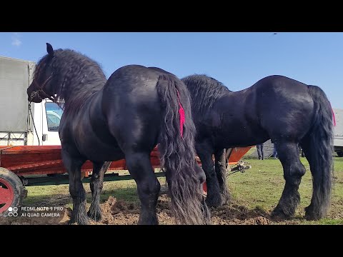 Видео: 🆕ФІЛЬМ ДЛЯ ДУШІ,РАЙ ДЛЯ ЛЮБИТЕЛІВ КОНЕЙ🔥/TÂRG DE CAI IN Solka, LA CEL MAI UNALT NIVEL💯/КІННИЙ БАЗАР💵