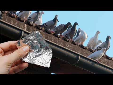 Видео: Избавьтесь от голубей за 3 минуты! Они больше никогда не прилетят.