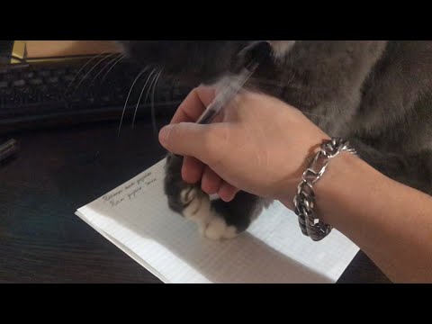 Видео: Кот не даёт работать за компьютером / The cat does not allow to work at the computer