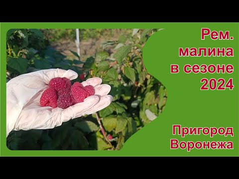 Видео: Ремонтантная малина в сезоне 2024. Пригород Воронежа.