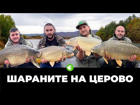 Видео: ЗА ШАРАНИ НА ЯЗ. ЦЕРОВО - Есенен риболов на красиви и борбени риби със страхотна компания!