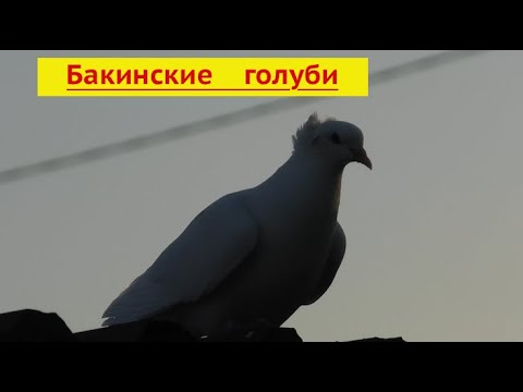 Видео: Поймал чужого голубя! Ищем хозяина!