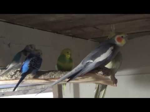 Видео: Размножения Карелл.