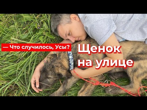 Видео: Что случилось, усы? Щенок на улице