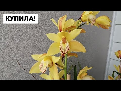 Видео: КУПИЛА!.. ЦИМБИДИУМЫ В НОВОЙ ЗЕЛАНДИИ!