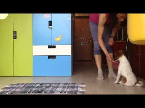 Видео: Фокстерьер скоро 3 мес. Азы дрессировки