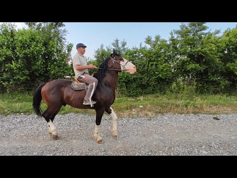 Видео: МЕН БУЛ АТТЫ УЛАКТА КОРГУМ БАР