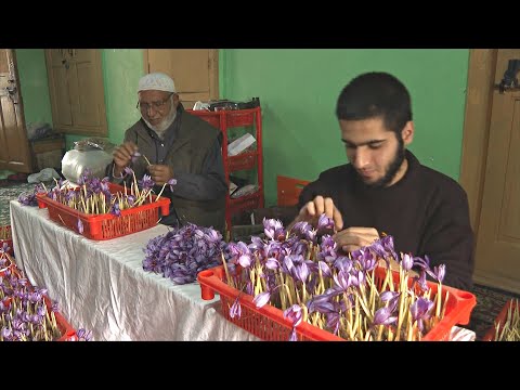 Видео: Из-за засухи фермеры Кашмира выращивают шафран в помещении