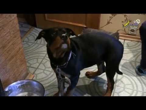 Видео: Воспитание щенка, пищевая агрессия, как убрать агрессию при охране миски