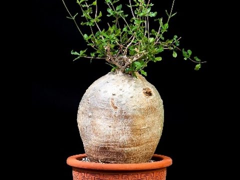 Видео: Каудексное растение Фокея эдулис