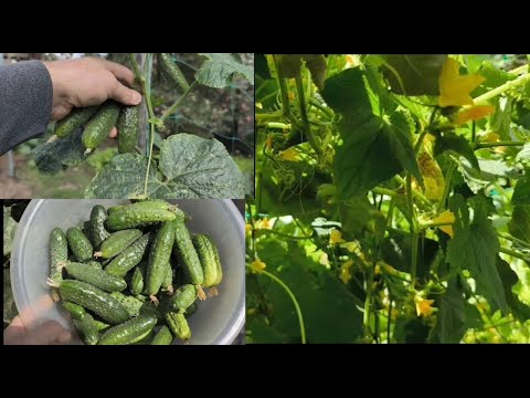 Видео: Врожай огірків на початку вересня у відкритому грунті! 🥒🥒🥒 Органіка - так👍 Хіиія -ні 🔴